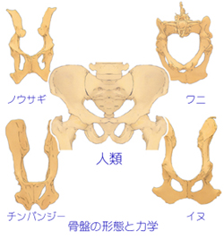 三原則の運動理論