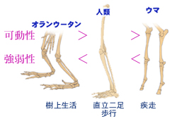 運動特性から人類のバランスをとらえる